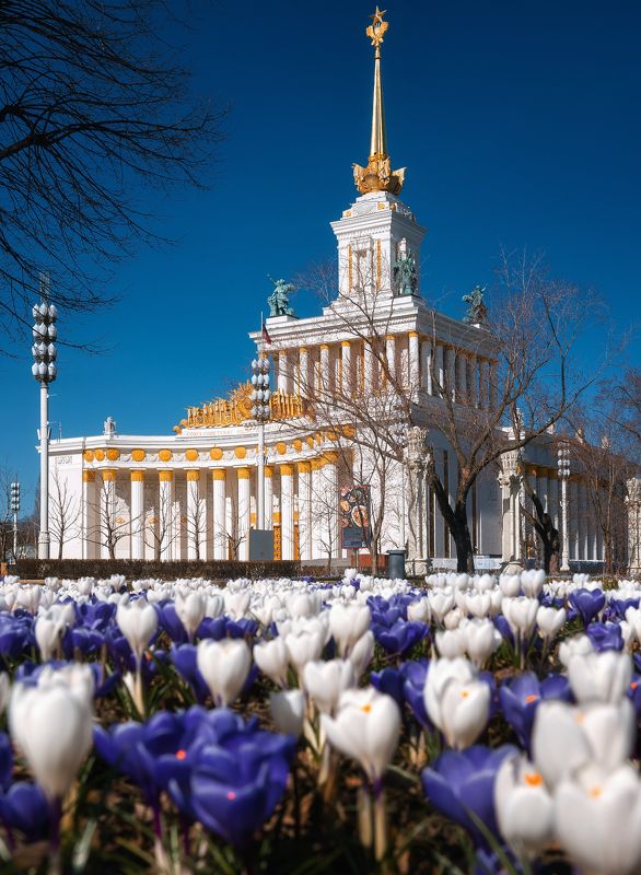 москва, вднх, крокусы, первоцветы, moscow, spring, vdnh Крокусы на ВДНХphoto preview