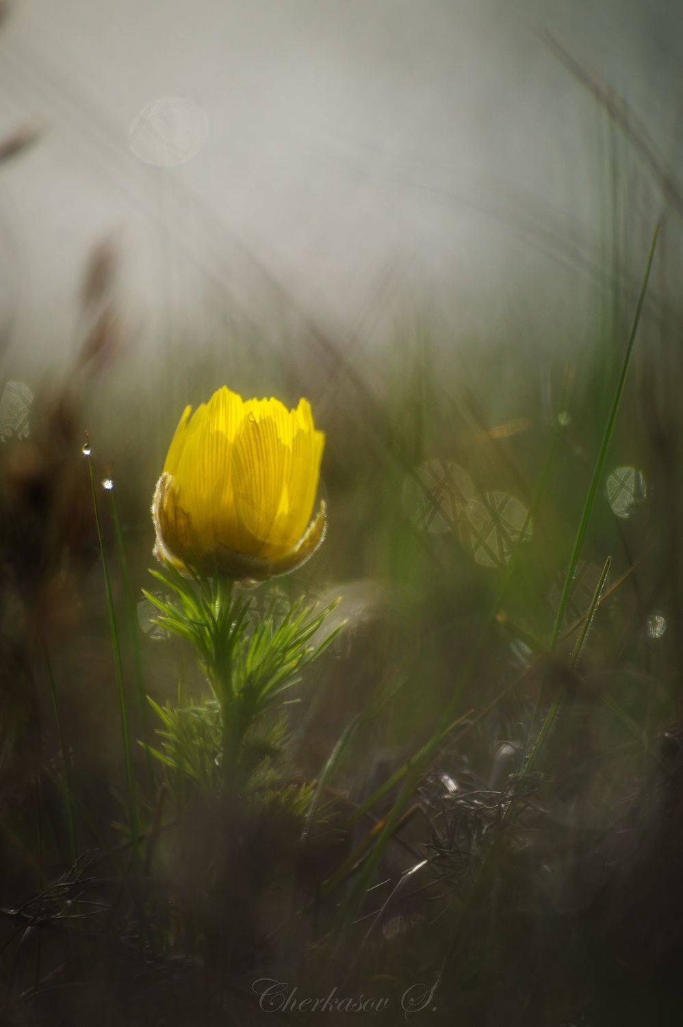 Адонис. Автор: Черкасов Сергей крым, весна, цветы, адонис,, Черкасов Сергей