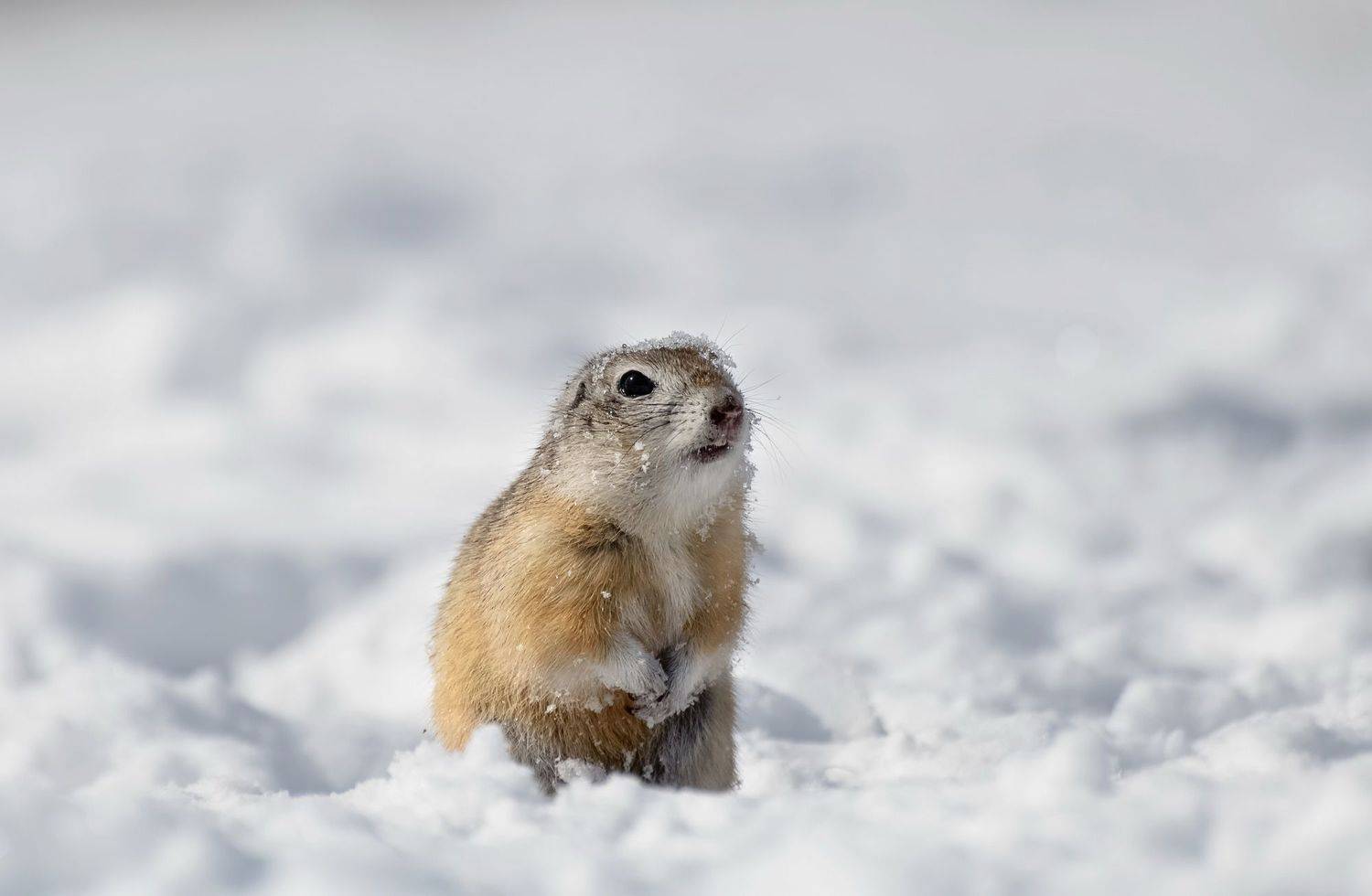 Зима или весна?!. Автор: Фомина Марина сибирь, суслик, снег, недоумение, Фомина Марина