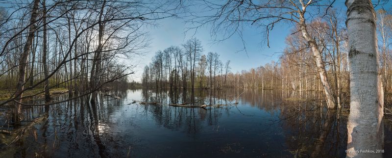 весна, разлив, большая вода, старица, май, мещёра, рязанская область. Большая вода в лесных старицахphoto preview