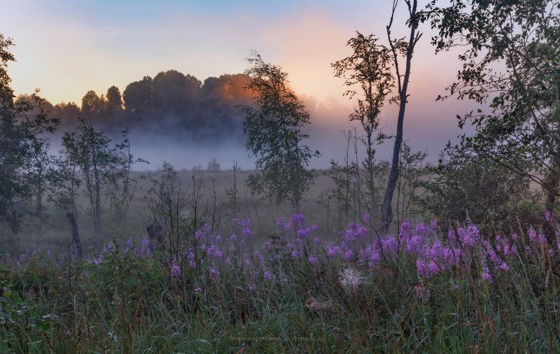пейзаж, ленобласть, туман, landscape, nature, природа, foggy, forest, рассвет, болото, ленинградская область Моё утроphoto preview