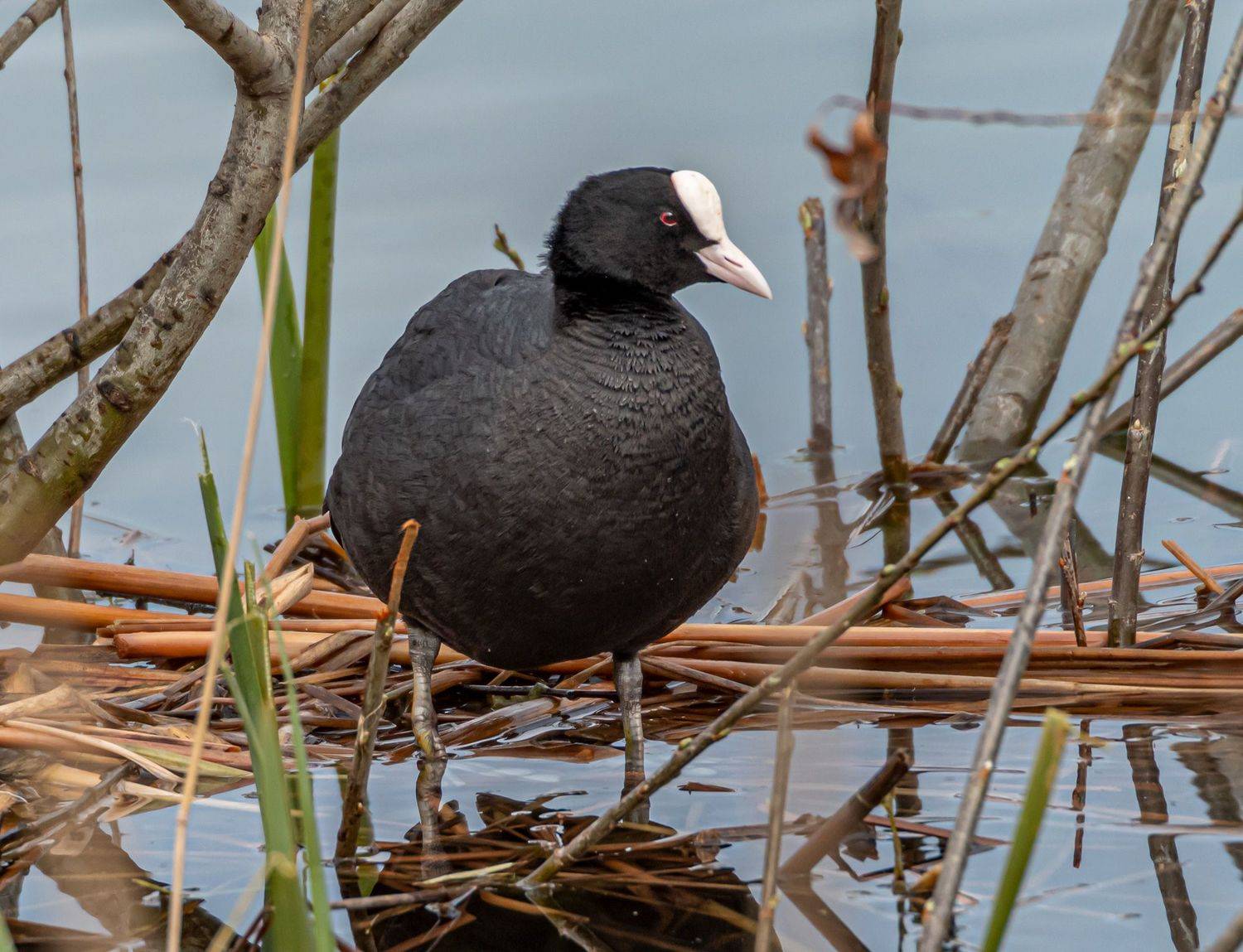лысуха, птицы, кисловодск, Савчук Сергей