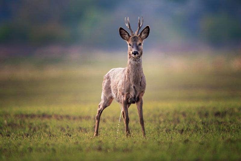 Поливальный понедельник, Śmigus-dyngus, Dyngus Day, roe-deer, animal, wildlife Поливальный понедельникphoto preview