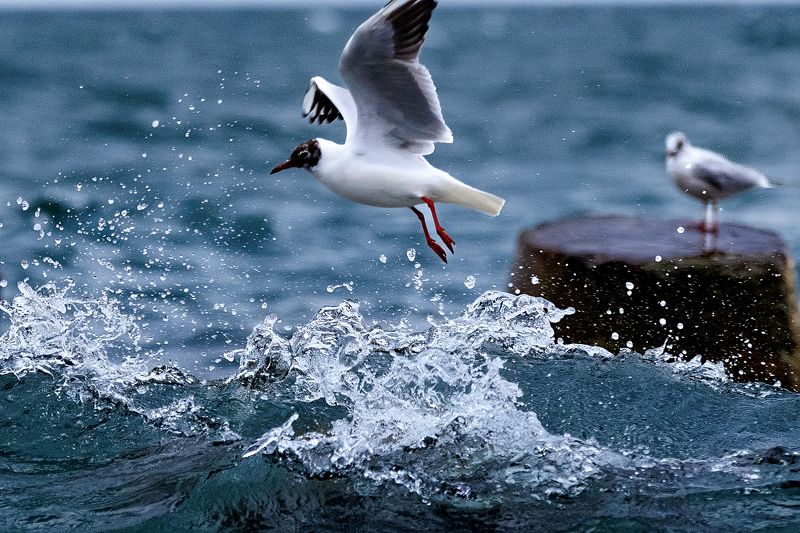 #bird #birdphotography #animallovers #naturelovers #natureworld_photography #planetbirds #planetearth #real Чайкаphoto preview