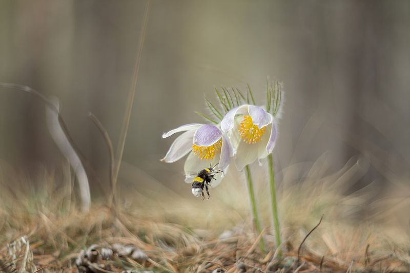весна, прострелы, шмель К сладкому нектаруphoto preview