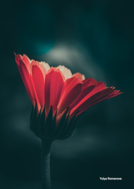 цветок, макро, тёмный, флора, макро мир, макро природа Во тьмеphoto preview