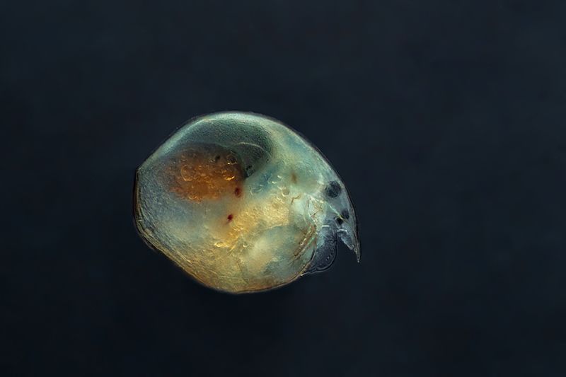 Chydorus sphaericusphoto preview