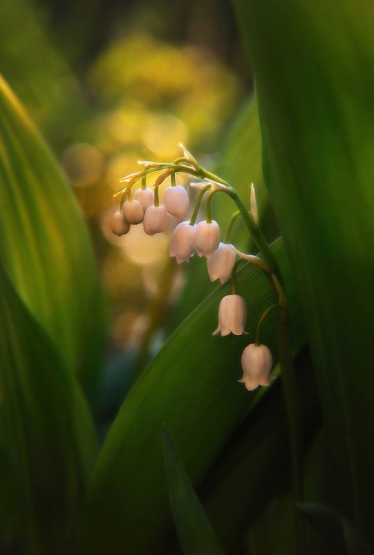 Пробуждениеphoto preview