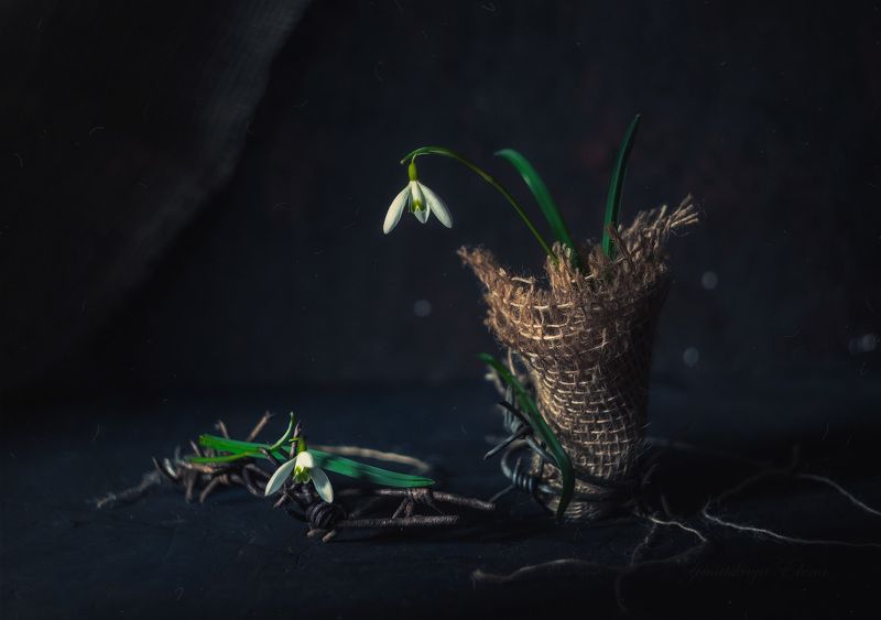 ***больphoto preview