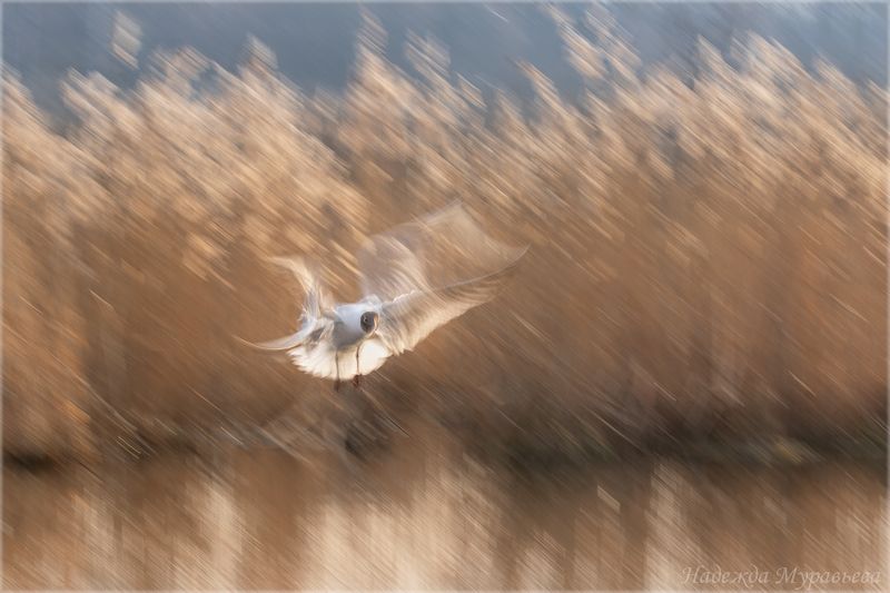 чайка, озёрная чайка, larus ridibundus, лосиный остров Движение весныphoto preview