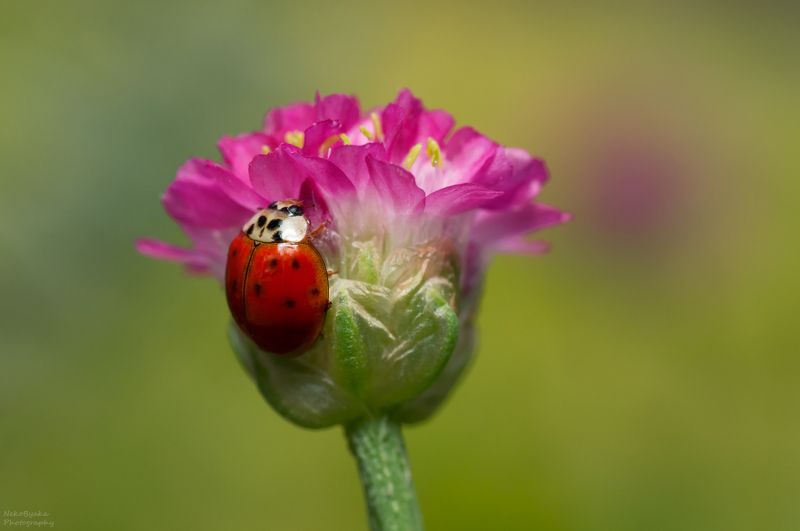макро, природа, насекомые, божья коровка, цветы, весна, macro, nature, insects, ladybug, flowers, spring, Букет для Арлекинаphoto preview