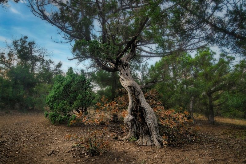 Реликтовый можевельникphoto preview