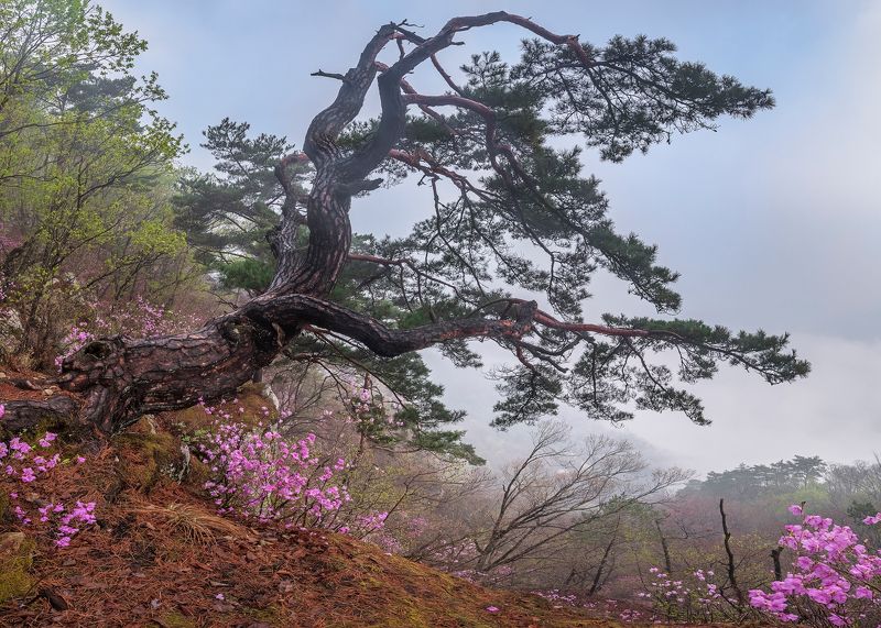 Dream of old pinephoto preview