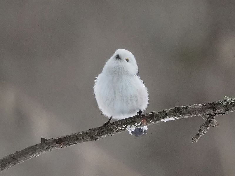 мечтательphoto preview