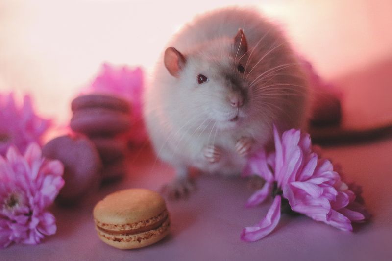 rats, pet, animal, spring, flower, portrait, photography, крысы, домашние животные, весна, цветы, портрет, фотография Spring moodphoto preview