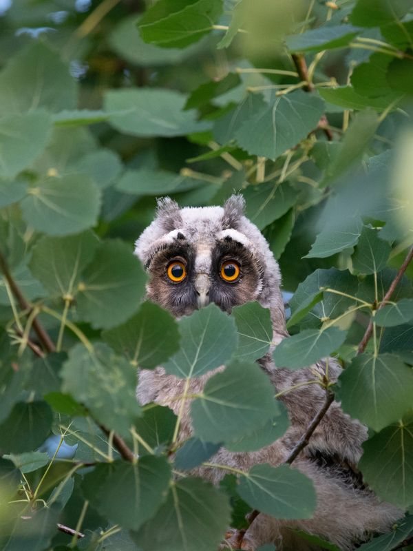 Шпионphoto preview