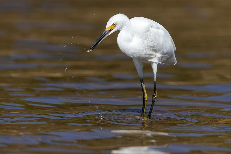 птицы, уругвай Капелькаphoto preview