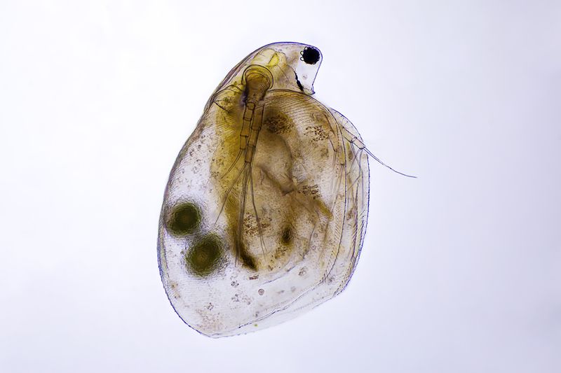 Simocephalusphoto preview