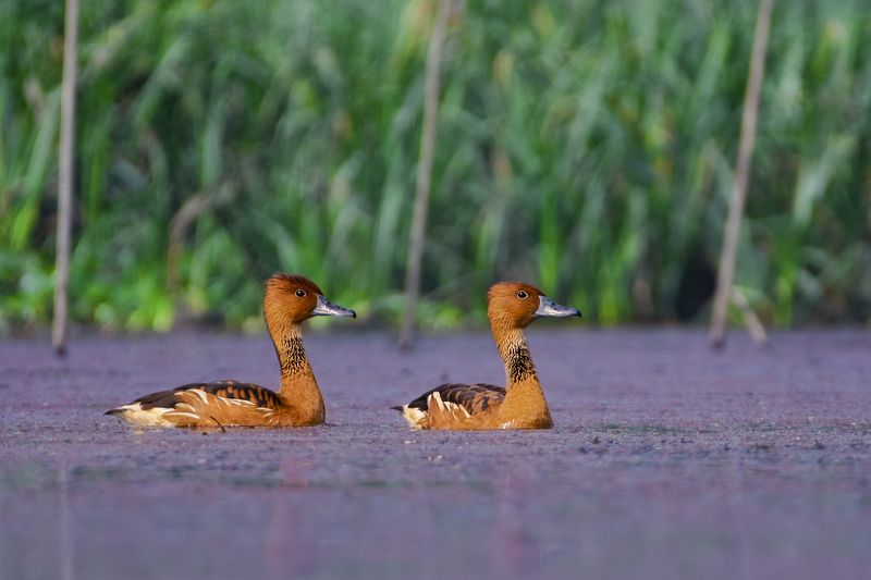 #birdphotography	 #birdsofinstagram	 #wildlifephotography	 #birds	 #naturephotography	 #bird	 #nature	 #wildlife	 #photography	 #birdwatching	 #natgeo	 #photooftheday	 #nikon	 #birding	 #naturelovers	 #canon	 #animals	 #birdlovers	 #travel	 #love	 #bestbi  фото превью