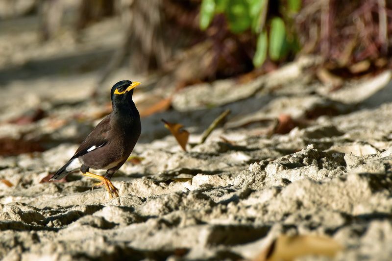 животные, птицы Променадphoto preview