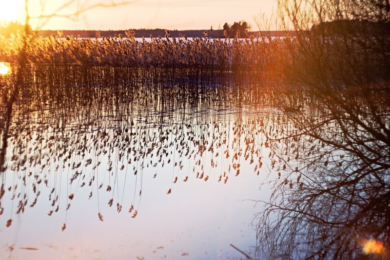 Камыш весенний. Скоро сойдет лед на реке Вуокса.photo preview