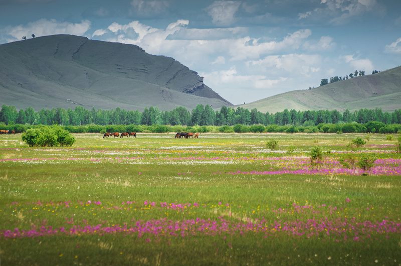 хакасия, пейзаж, весна, степь Цветущая степьphoto preview