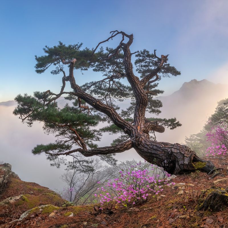 Spring, octopus treephoto preview