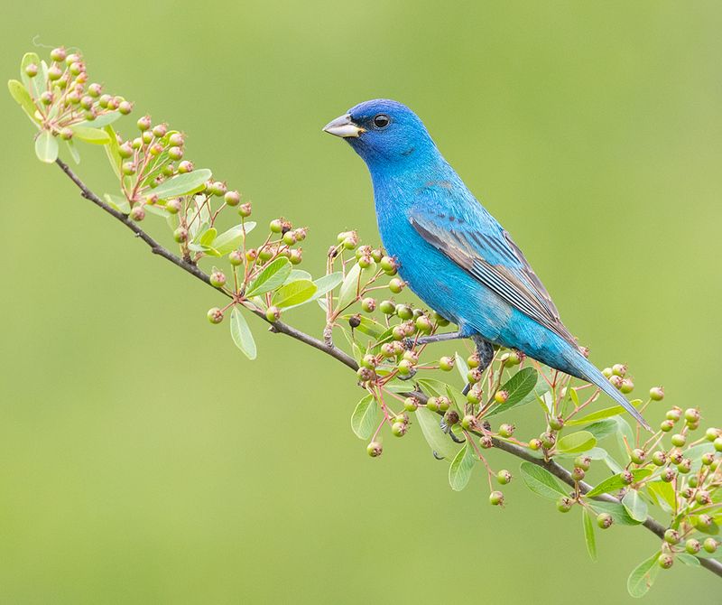 индиговый овсянковый кардинал,indigo bunting, кардинал, весна Indigo bunting -Индиговый овсянковый кардиналphoto preview