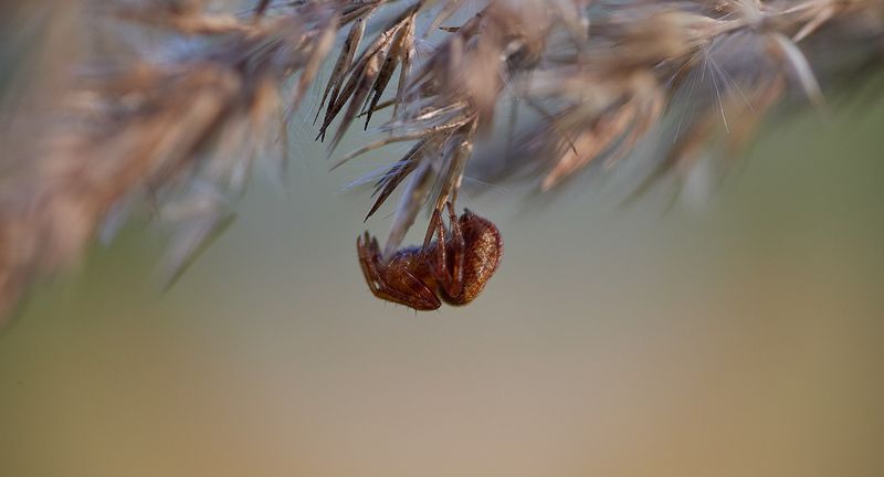 * фото превью