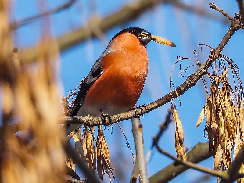 райские кущи снегиряphoto preview
