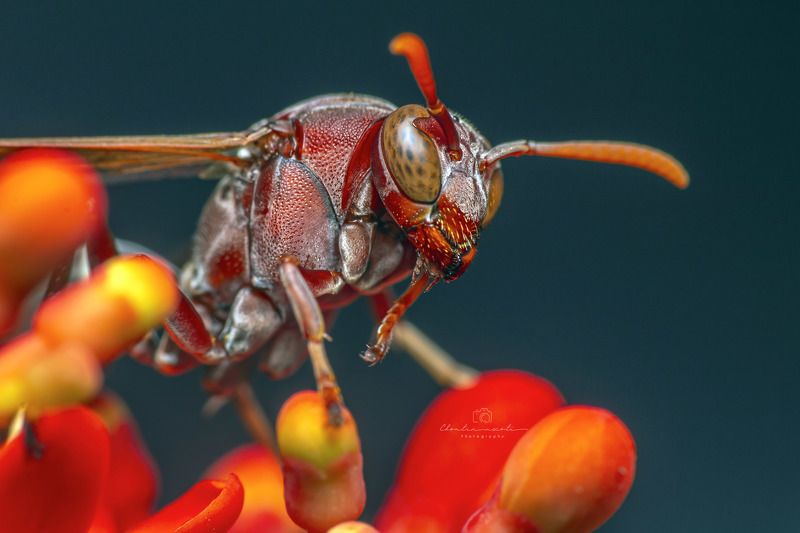 wasp, small, animal, insect, focus, red, macro, wings, nature, natural, beauty, beautiful Wasp on the Jatropha podagricaphoto preview