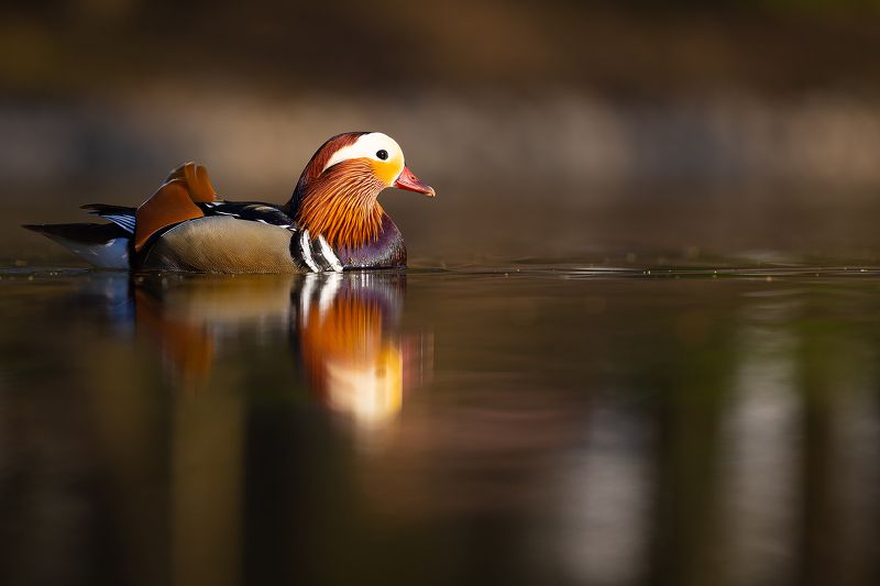 Mandarin duckphoto preview