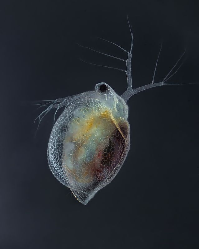 Ceriodaphniaphoto preview