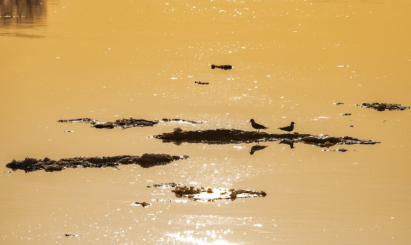 Утро на рекеphoto preview