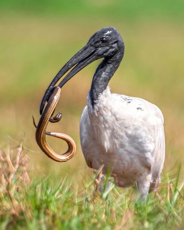 Birds, wildlife, photography, Indian wildlife, predator Tasty lunchphoto preview