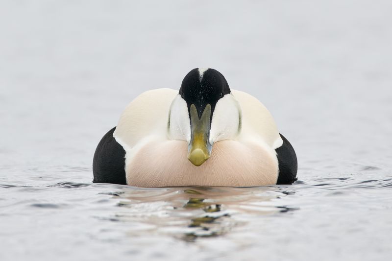 Гагаphoto preview