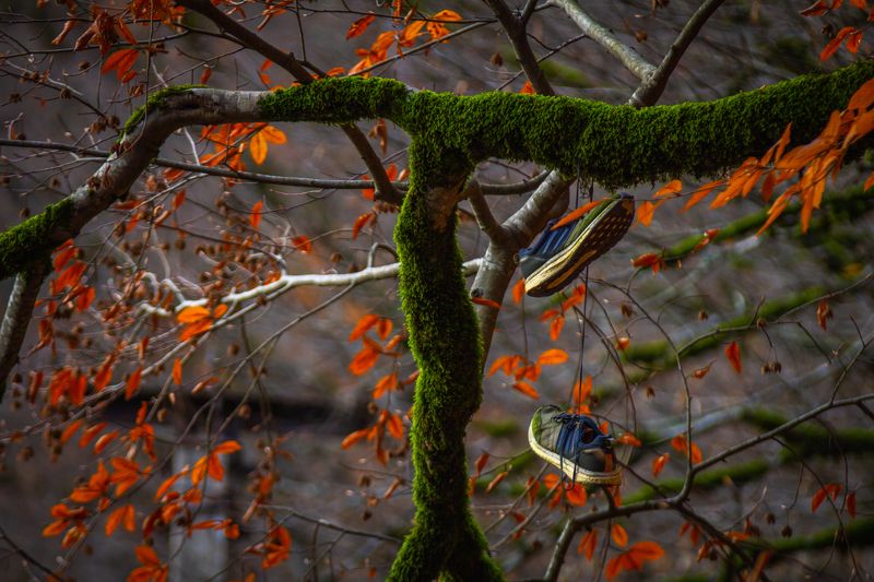 Где мои кроссовки?photo preview