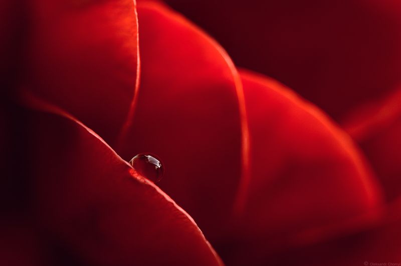 красота, природа, макро, макро мир, роза, лето, капля росы, ***photo preview