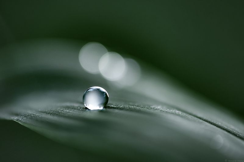 макро, природа, зеленый, капля росы, ***photo preview