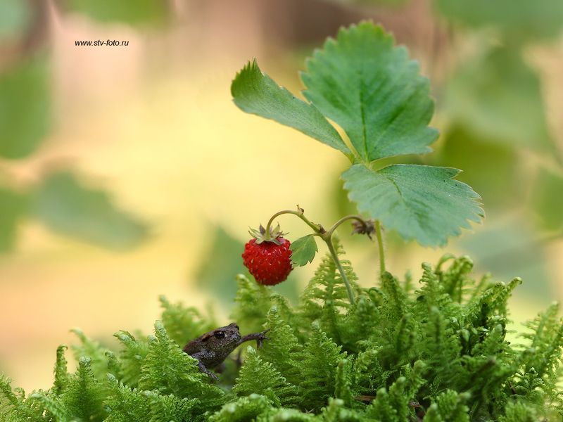 макро, тайга, лес, макросъемка, лягушка, лягушонок, земляника, мох В зарослях гигантской земляники... фото превью