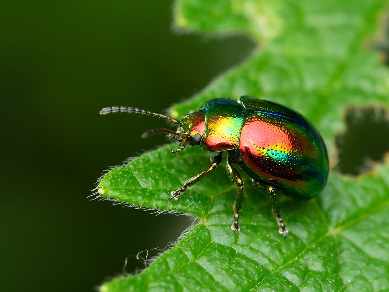 листоед ясноточный, chrysolina fastuosa, листоеды, chrysomelidae, жук Червонное золотоphoto preview