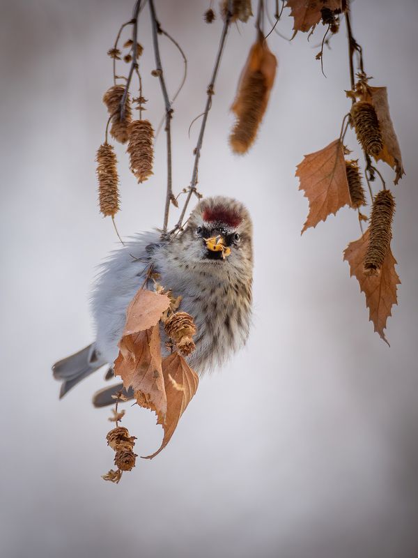 чечетка Я не толстый, просто перо широкоеphoto preview