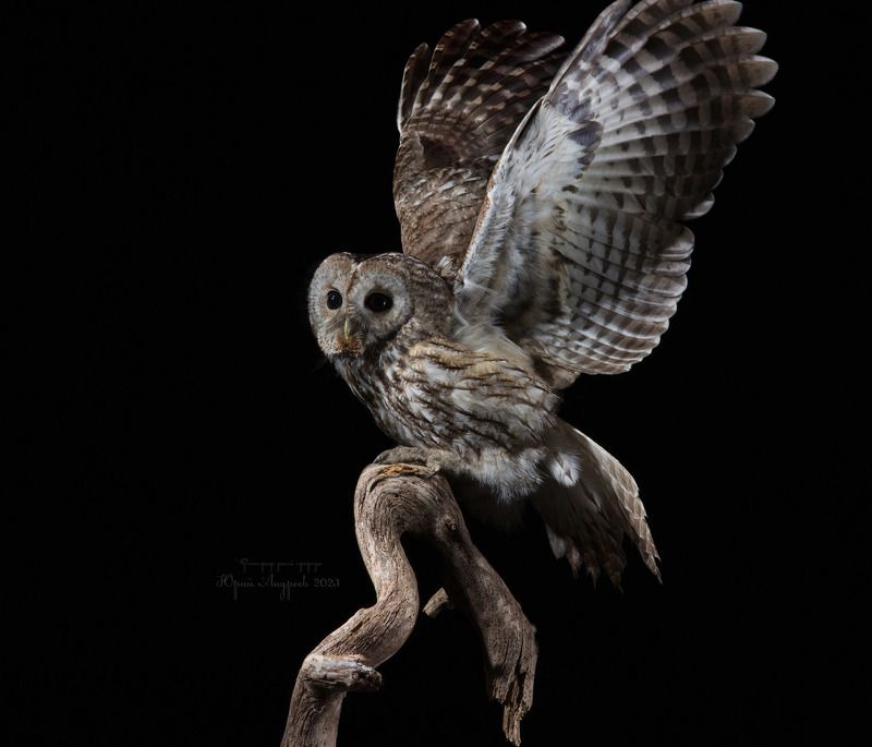 неясыть_серая, неясыть_обыкновенная, (лат. strix aluco), ночь, Неясыть обыкновенная фото превью