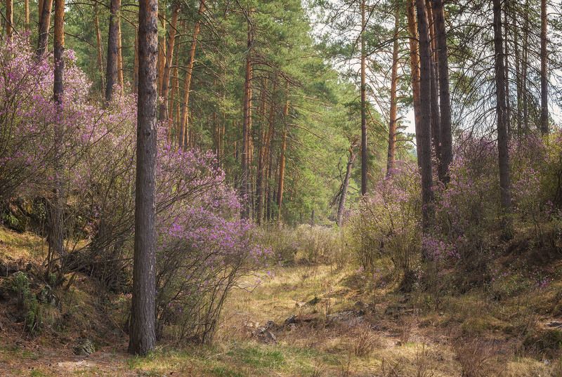 ...В весеннем лесу...photo preview