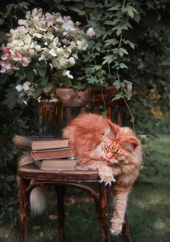 кошка, лето, сад Летним вечеромphoto preview