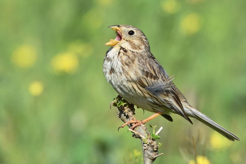 Просянкаphoto preview