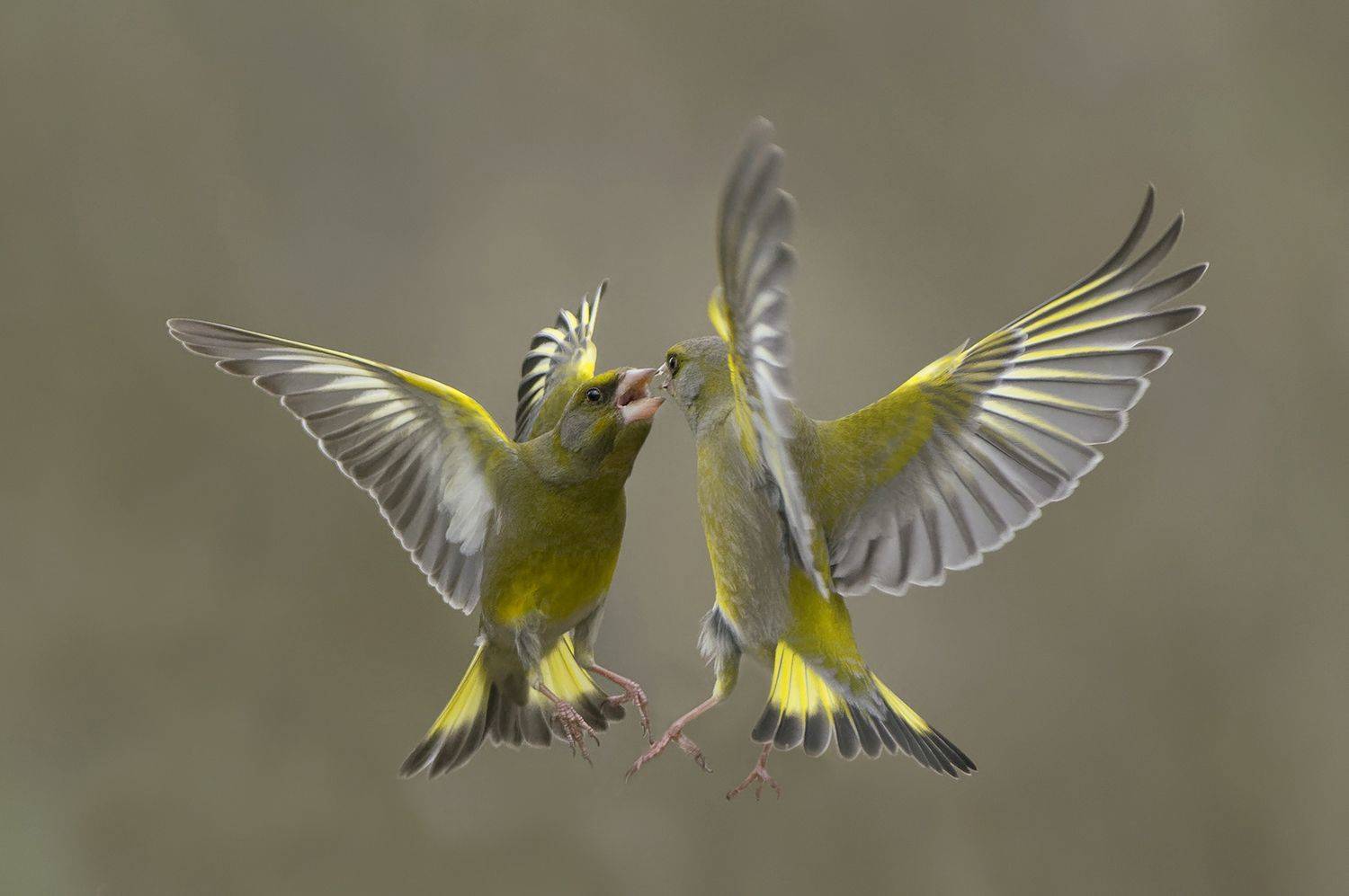 Обыкновенная зеленушка. Автор: Евгени Стефанов , Евгени Стефанов