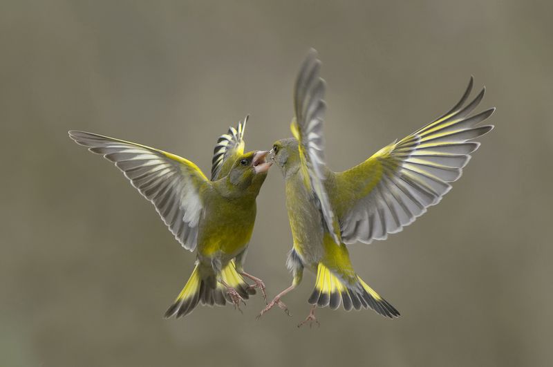 Обыкновенная зеленушка фото превью
