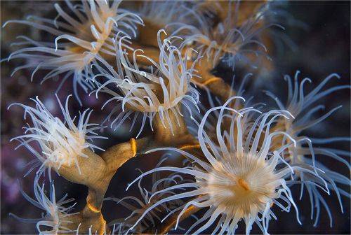 подводная экибана