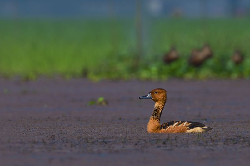 #birdphotography	 #birdsofinstagram	 #wildlifephotography	 #birds	 #naturephotography	 #bird	 #nature	 #wildlife	 #photography	 #birdwatching	 #natgeo	 #photooftheday	 #nikon	 #birding	 #naturelovers	 #canon	 #animals	 #birdlovers	 #travel	 #love	 #bestbi  фото превью